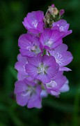 Sidelcea oregana - Oregon Checkerbloom 12-1277